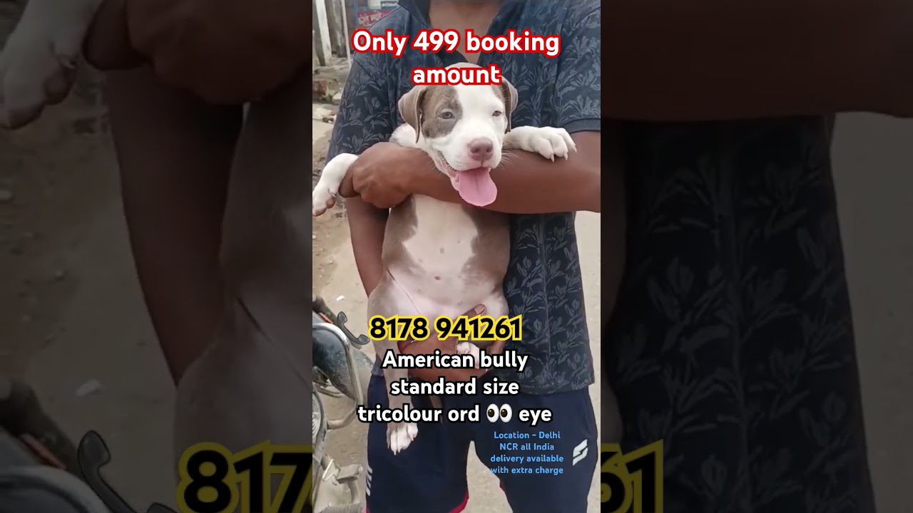 Cheapest dog in Delhi NCR American Bully standard size odd Eyes  