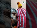 Sonu Monu | sun conure bird talking | sun conure | shorts | youtube shorts | @sonumonuparrots