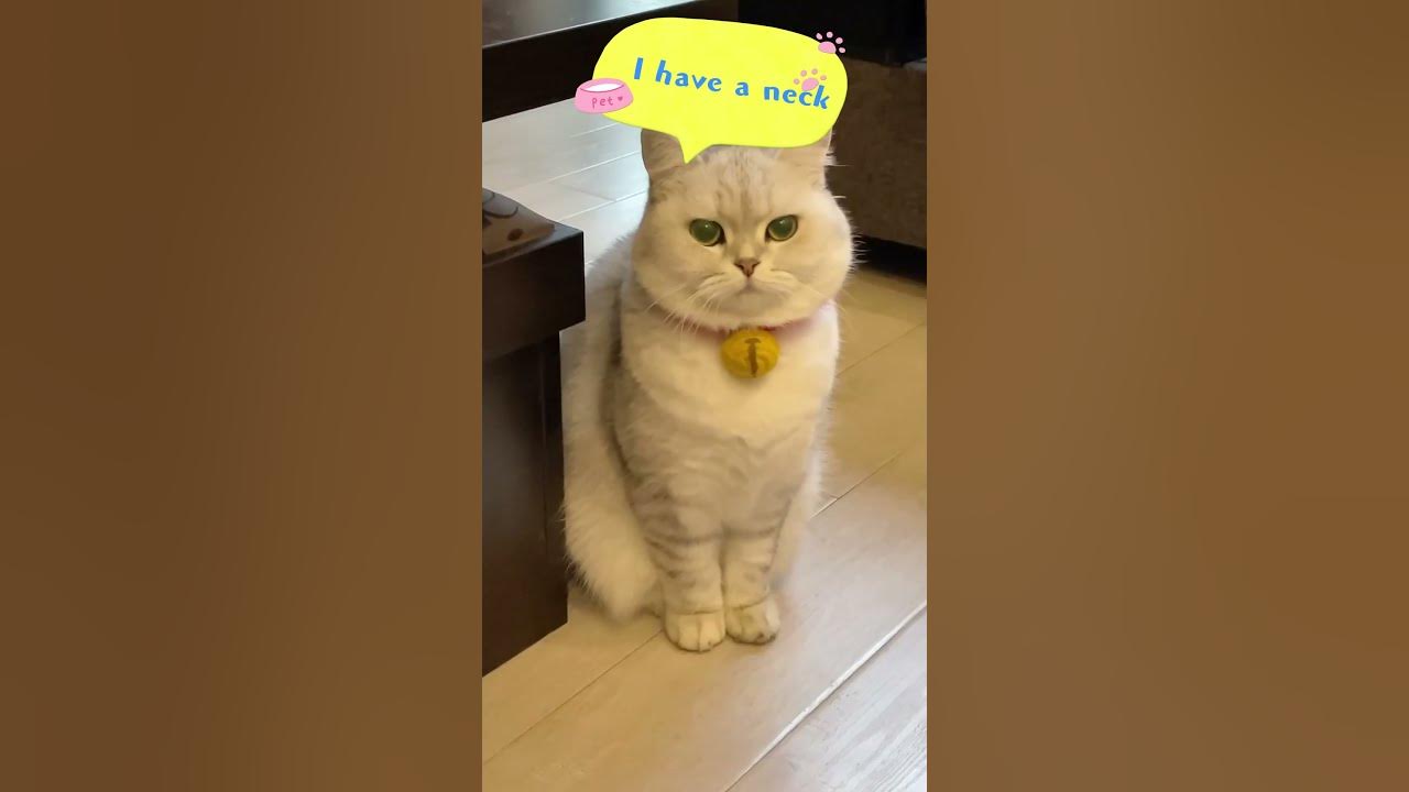 Why do cats wear collars? catvideos cat cats cute catshorts 