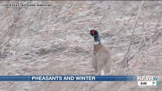 How moderate winter weather affects pheasants