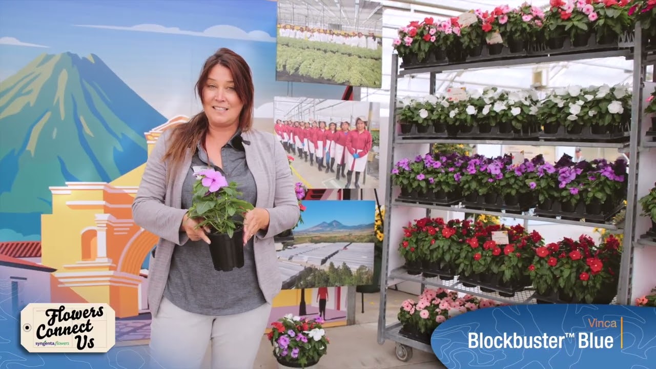 Cora® XDR Cranberry | Syngenta Flowers