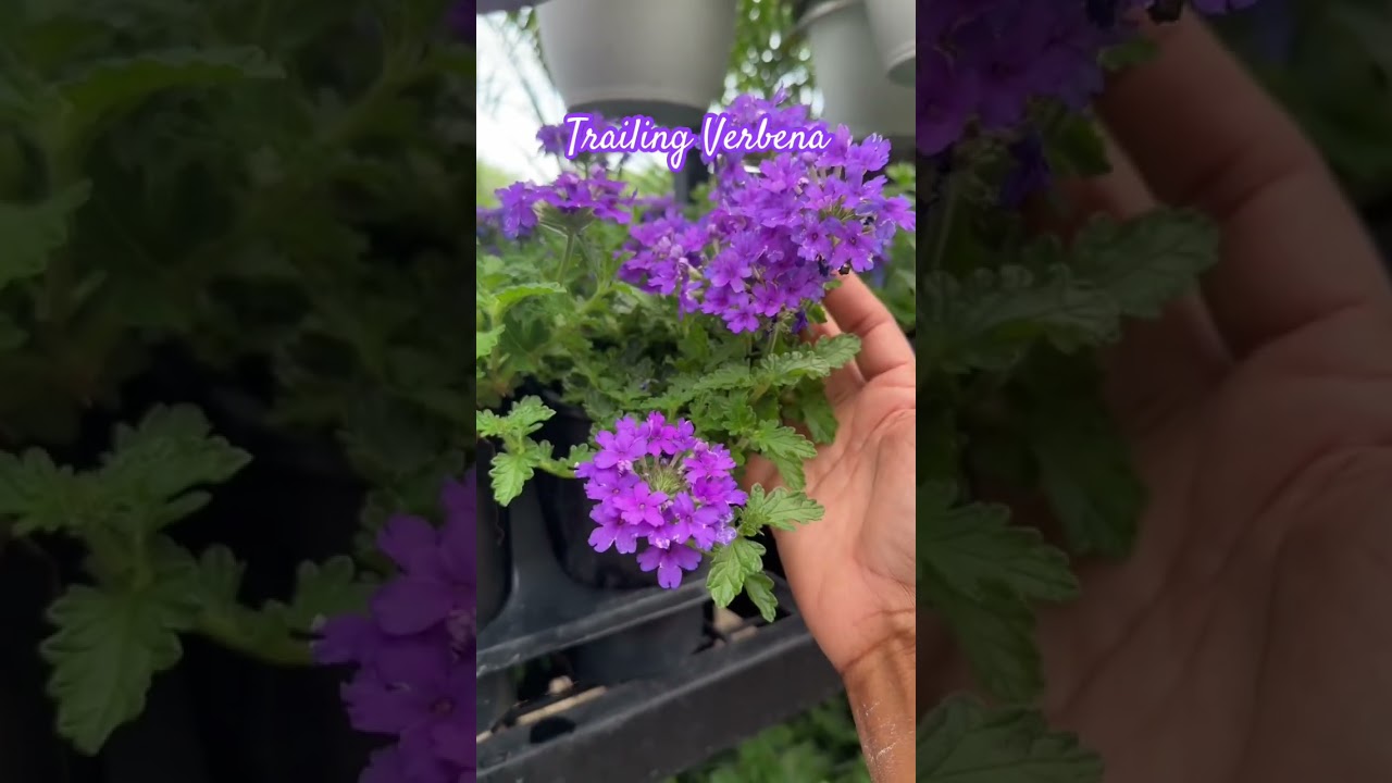 Trailing Verbena @Tractor Supply