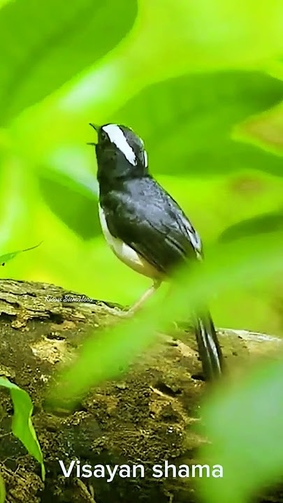 Download lagu Kicau burung decu kembang di alam liar #burung #alamliar #kicauburung #burungkicau #birdsounds