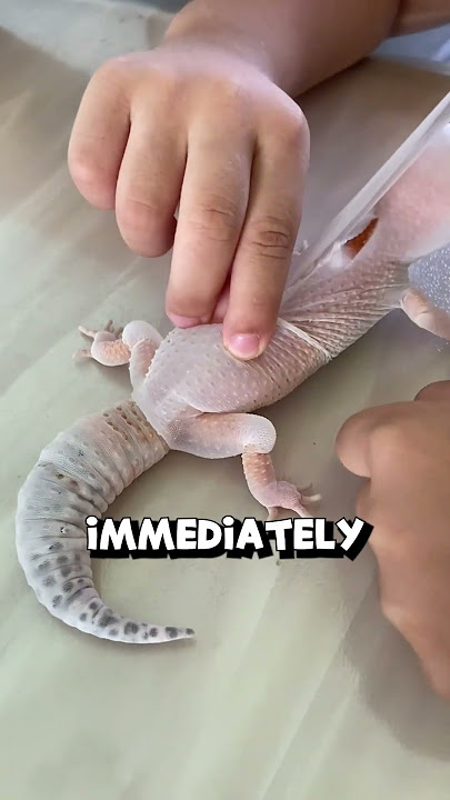 Excess Gecko Shedding