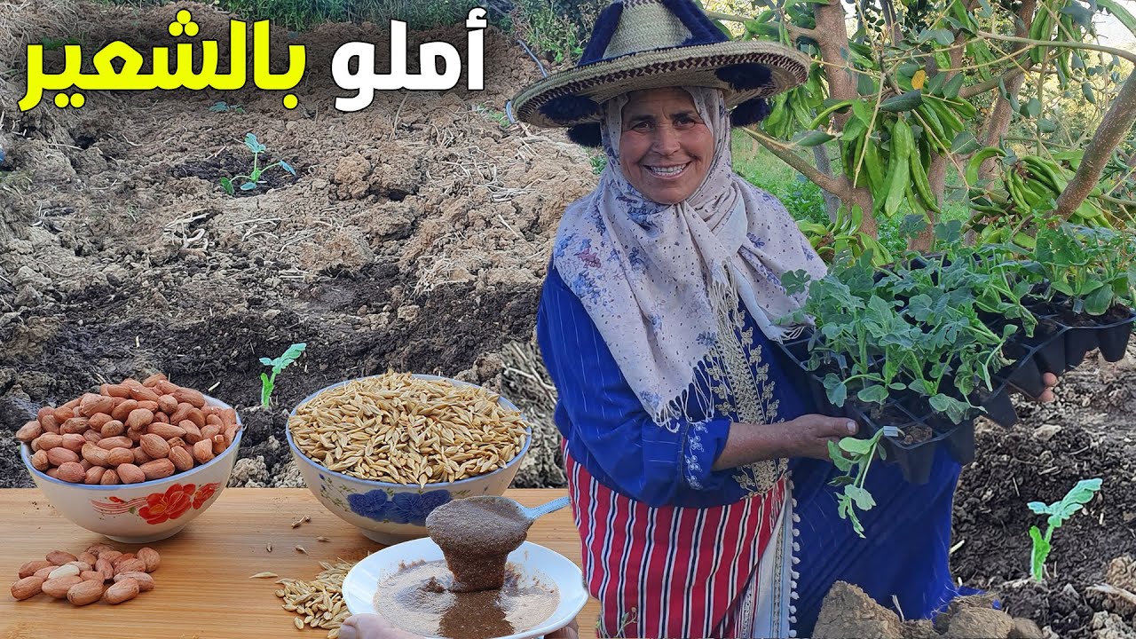 إعداد أملو صحي ومفيد بالشعير وزراعة البطيخ الاحمر في الحقل