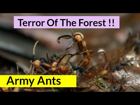 TERROR OF THE FOREST | ARMY ANTS | ZOOPORIUM
