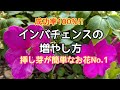 『インパチェンス』成功率100%!!インパチェンスの増やし方。挿し芽が簡単なお花No.1はこのお花です🥰#gardening #ガーデニング #挿し木