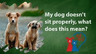 Ask the Vet: My dog doesn't sit properly, what does this mean?