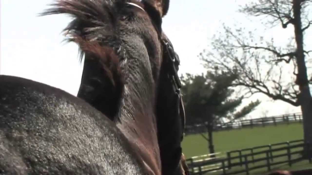 Controlling Horse Worms with Farm Management from Zoetis