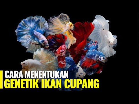 IKAN CUPANG JANTAN ATAU BETINA YANG GENETIKNYA DOMINAN MENURUN KE ANAKNYA?