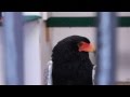 African eagle atthe world center for birds of prey boise idaho