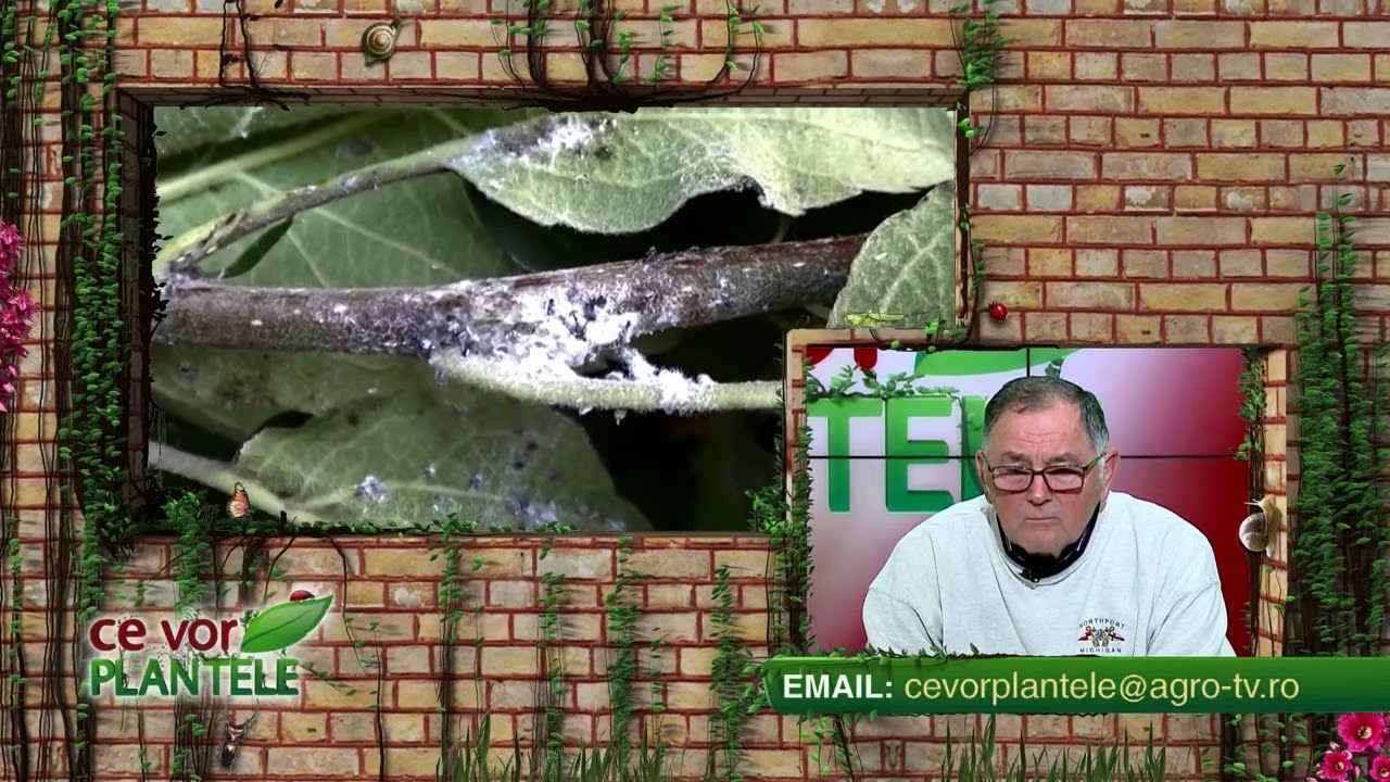 VIDEO Dr. Ing. Horia Ghibu - Cum scăpăm de păduchii care atacă pomii 1 VIDEO Dr. Ing. Horia Ghibu - Cum scăpăm de păduchii care atacă pomii YouTube player