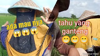 women wearing hijabs were caught alone in the rice fields