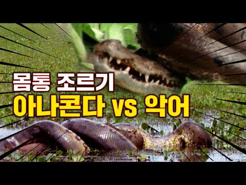 9m Anaconda vs. Crocodile: Who Would Win? The Amazon Anaconda That Can Even Eat Humans