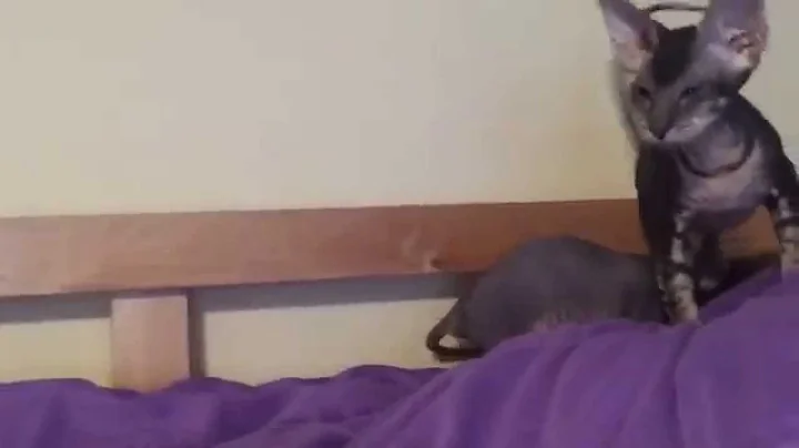 Watch the video about Bald and Flock Peterbald kittens (Russian sphynx)