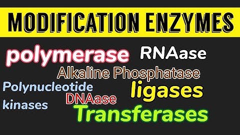 Modification Enzymes (polymerase, alkaline phosphatase, transferase, kinase, ligase etc)