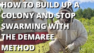 How to build up a colony and stop swarming with the Demaree method