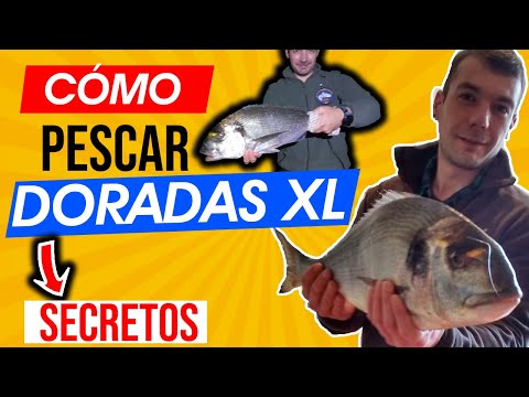 CÓMO PESCAR DORADAS