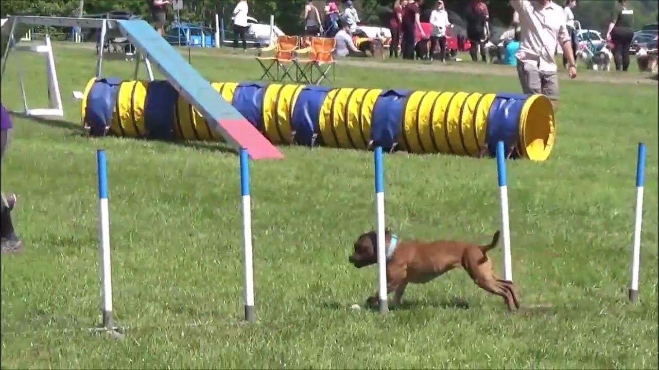 Worcester Agility Society Show 20th May 2023 Hatti YouTube