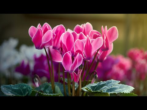 Video: Forplantning af Cyclamen-planter - Sådan opformeres Cyclamen