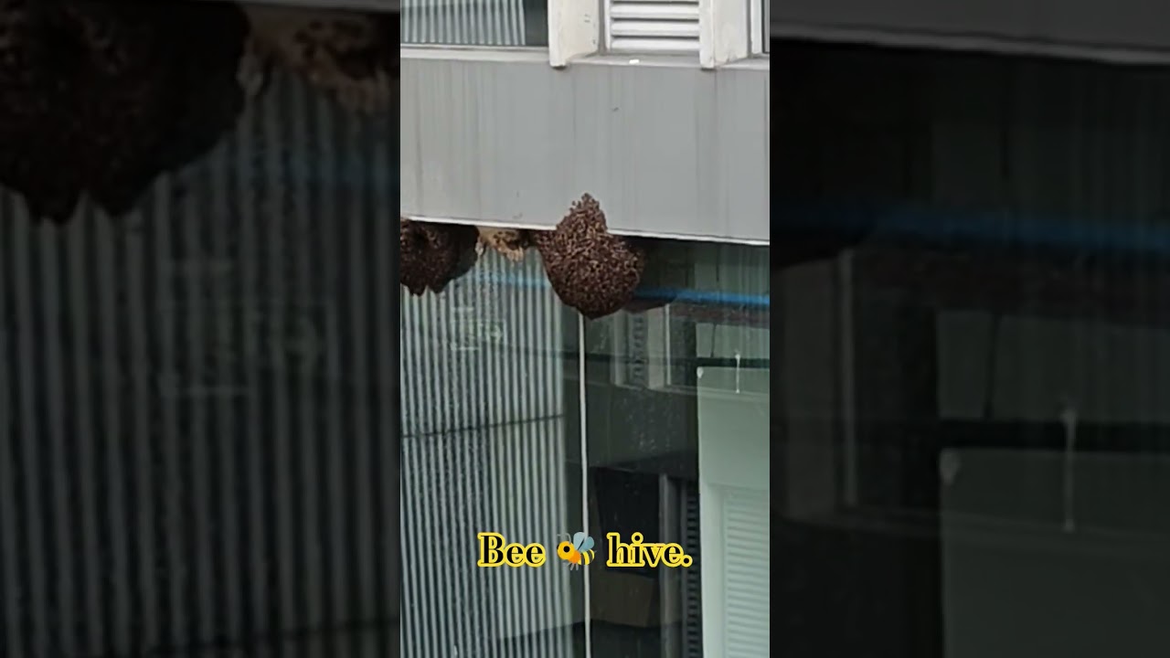 ମହୁମାଛି ମହୁଫେଣା. Bee 🐝 hive hanging from the office building.