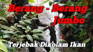 Menemukan Sarang Berang - Berang Di Tengah Rimbunya Pohon Bambu