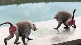 ФУРОР вызываем мы у ДОМ2! Мигель ловит мясо РТОМ! У Деда воинственный настрой! Почему Дед - дед?