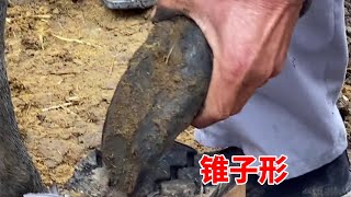 修驴蹄合集：锥子型尖蹄子，张师傅一铲下来一大块，痛快！修好立马卖掉！【刚哥的生活日记】