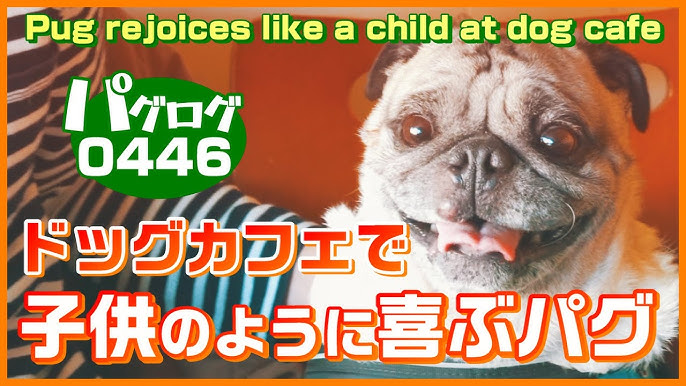 午後のパグ散歩 鳩を追いかける小虎 Pug Chasing A Pigeons パグログ 0464 Youtube 午後のパグ散歩 鳩を追いかける小虎 Pug Chasing A Pigeons パグログ 0464 Youtube