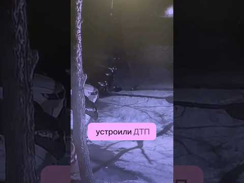 Собаки УГНАЛИ МАШИНУ