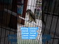 burung pentet sekarang punya rumah baru #kicaumania #burung