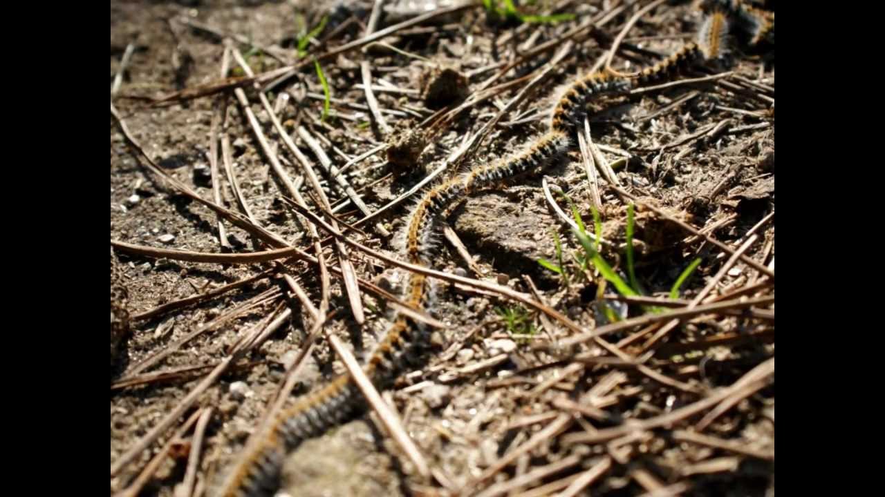 Senderismo por Galicia. Ruta dos petroglifos polos montes de Baiona