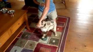 Bim pivot and puppy push ups