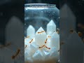 ¿Qué Significa SOÑAR con HORMIGAS BLANCAS? ✨ Significado e Interpretación de los SUEÑOS ✨