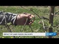 West Michigan orchard battles hard freeze with optimism for upcoming apple season