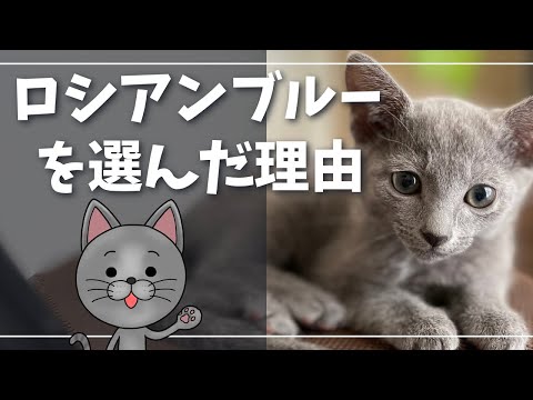 付かず離れずの楽な関係をお求めの方に最高の猫種【ロシアンブルー