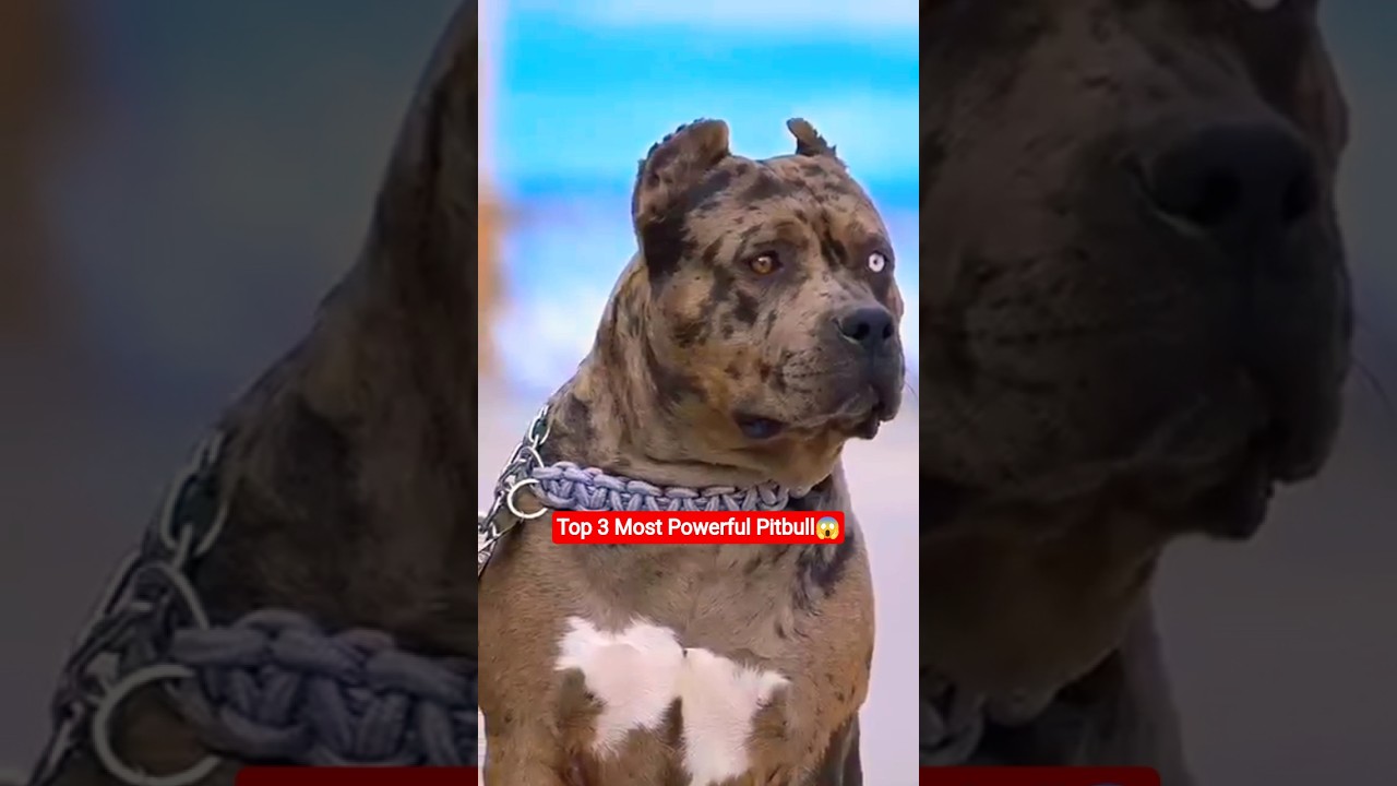 The 3 Most Powerful Pitbull😱
