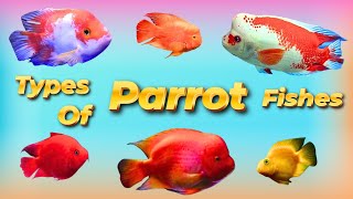Excotic Parrot Fishs Collection/Types Of Parrot Fishs /Excotic Fishs Collection