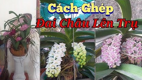 👉 Cách Ghép Lan | Đai Châu - Ngọc Điểm | Trên Trụ Nhãn Đẹp | Nhà Bùi Gia👍♥️