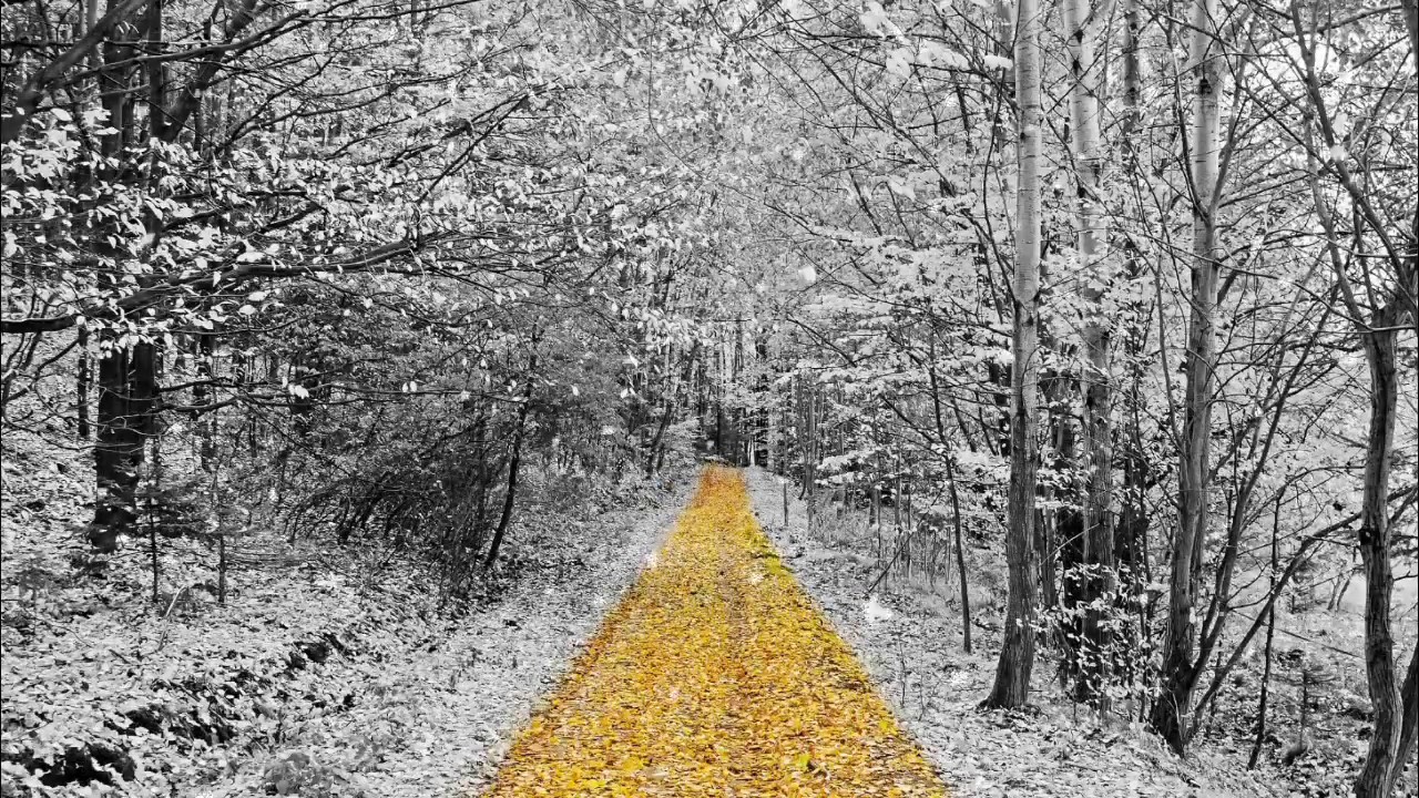 Background Animation - Beautiful Snow Falls Background - No Copyright Video