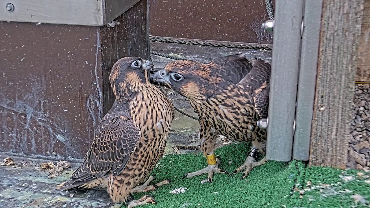 Estebane et Polo, 26 juin 2024