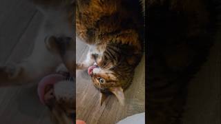 Kokoa Examines Where I Cleaned Up Spilt Bjs Marinara Sauce