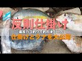 釣れすぎるカゴ釣り仕掛けとタナをわかりやすく【シマアジ、メイチダイ、メジナ、ヒブダイ編】