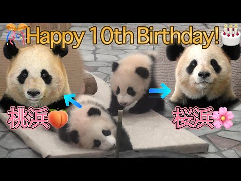 10th PandA anniversary くろぱんだ・しろぱん　ぱんだはうす 10th PandA anniversary くろぱんだ・しろぱん ぱんだはうす