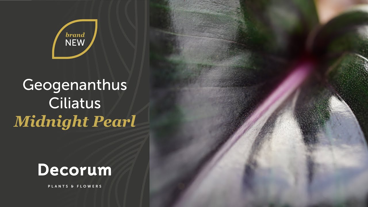 Brand New: Geogenanthus Ciliatus Midnight Pearl