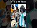gorilla mateo vlogs!