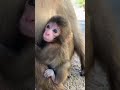 淡路ザル がライブ配信中!