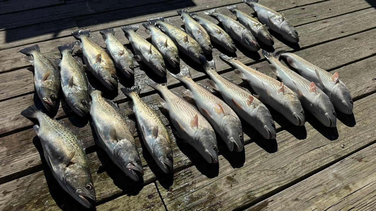 Быстрое приключение по ловле пятнистой морской форели! Чарльстон, Южная Каролина.