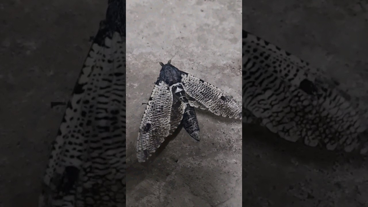 Xyleutes (cossidae) macro-moth ngengat besar 