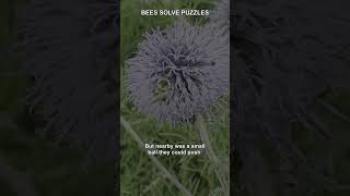 Bees Use Tools Like Primates!